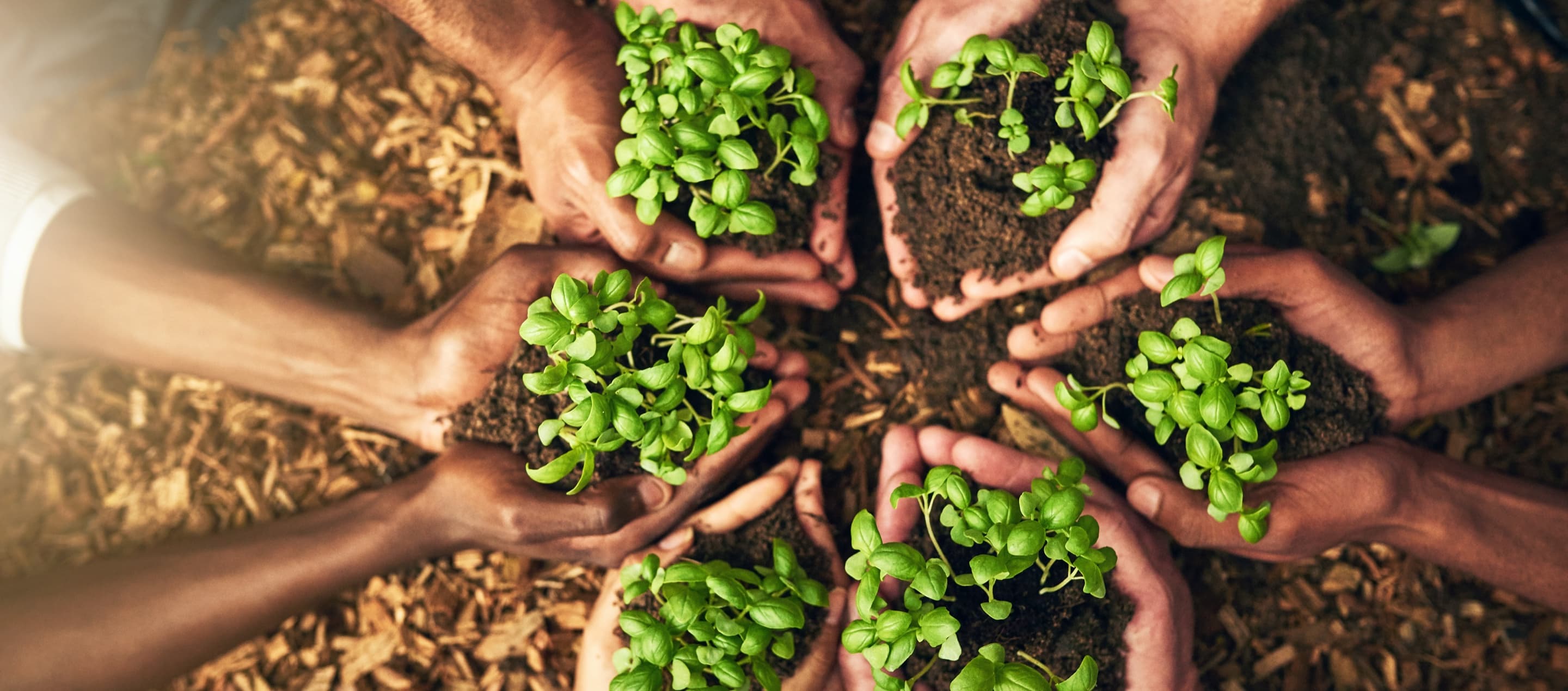 Several sets of hands holding sprouting plants in dirt